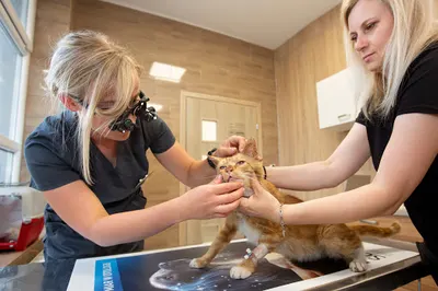 Gabinet Weterynaryjny AGAVET Agnieszka Przysucha-Ciach